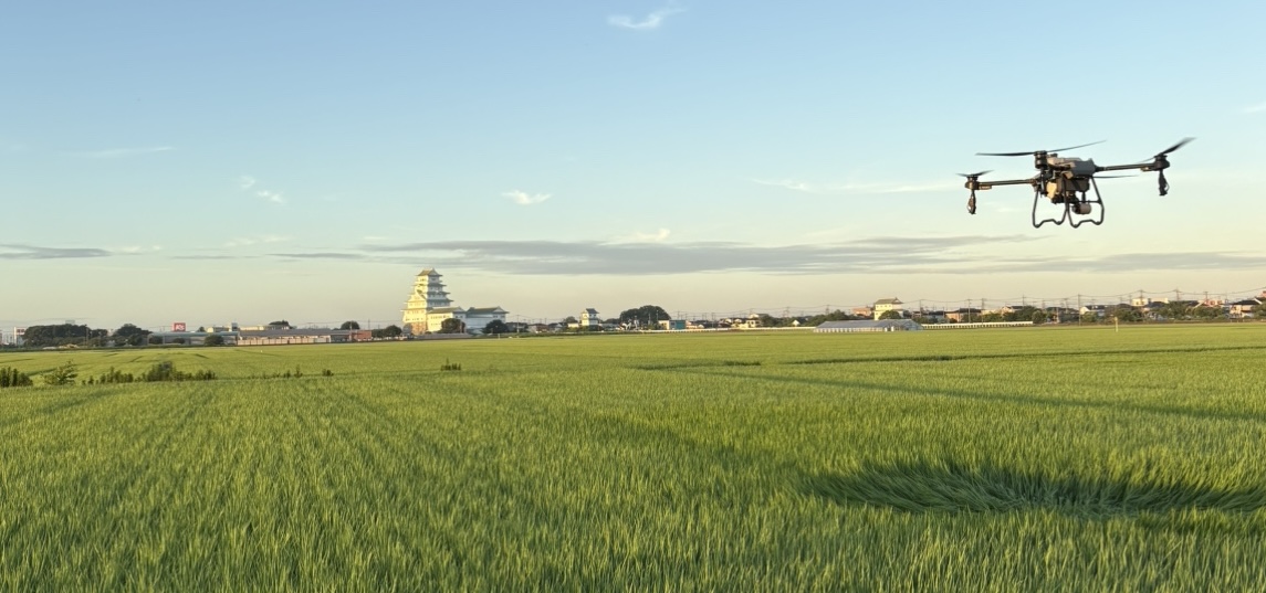 常総市での水稲空中散布（背景に豊田城）